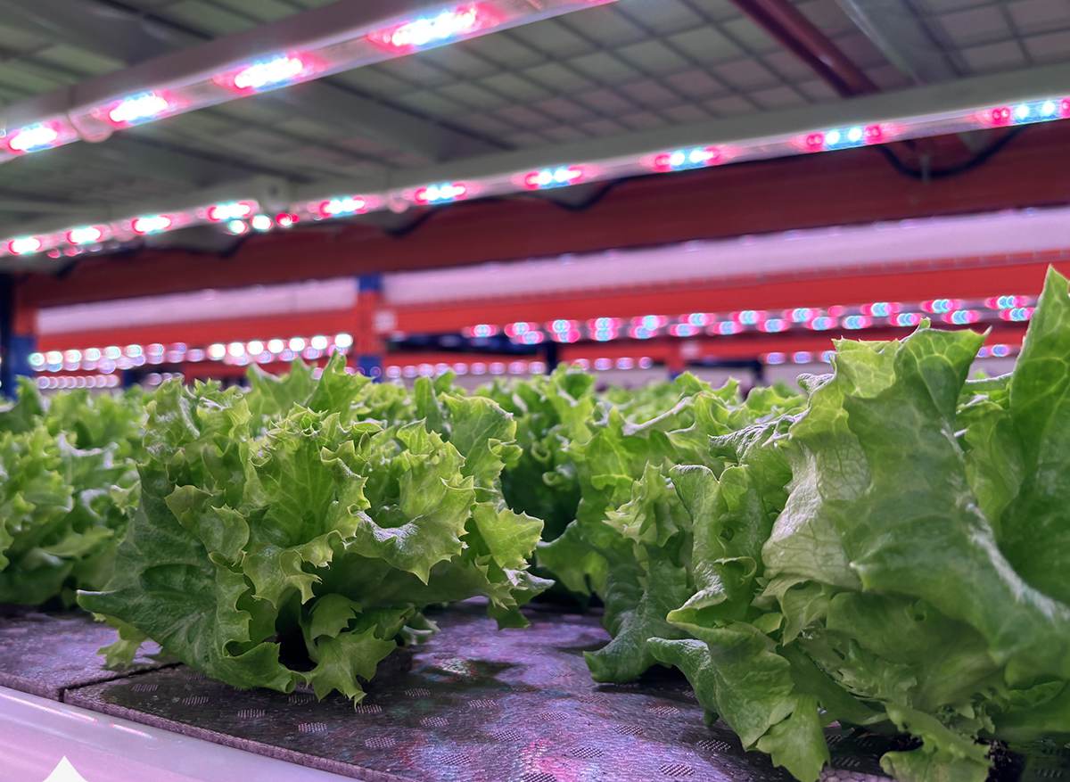 LPVR-Grow-light-SP4_01