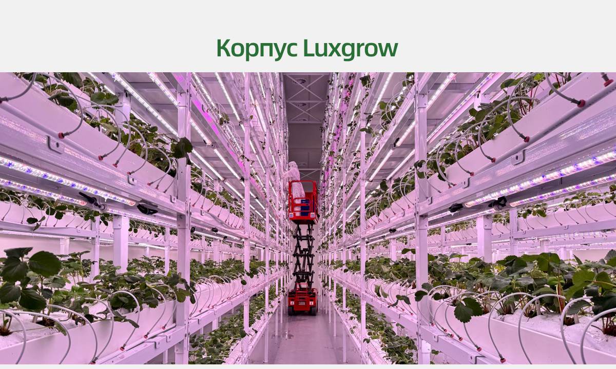 LPVR-Grow-light-SP4_08