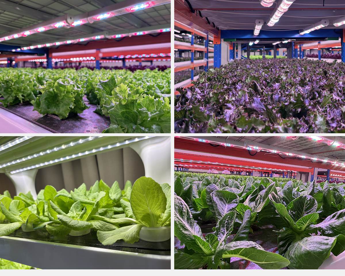 LPVR-Grow-light-SP4_09